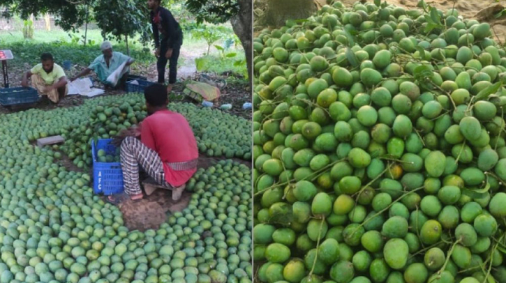 এবারও ইউরোপে যাচ্ছে সাতক্ষীরার আম